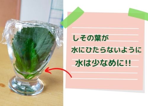 しその収穫はいつからいつまで 収穫方法や保存の仕方も紹介 ある日のベリーファーム