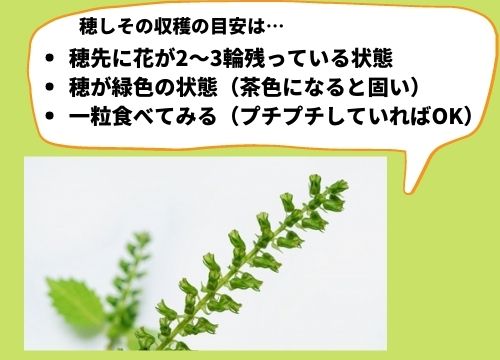 しその収穫時期はいつからいつまで 収穫のタイミングや収穫後の保存方法や収穫方法も紹介 ある日のベリーファーム