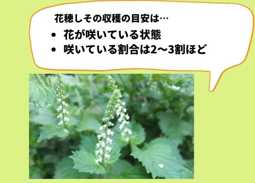 しその収穫時期はいつからいつまで 収穫のタイミングや収穫後の保存方法や収穫方法も紹介 ある日のベリーファーム