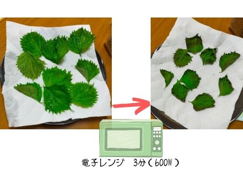 しその収穫時期はいつからいつまで 収穫のタイミングや収穫後の保存方法や収穫方法も紹介 ある日のベリーファーム