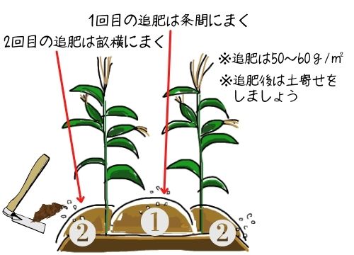 とうもろこし栽培に失敗するのはなぜ 失敗例を4つ紹介 大切なのは害虫の対策と元肥 ある日のベリーファーム