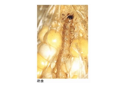 とうもろこし栽培に失敗するのはなぜ 失敗例を紹介 大切なのは害虫の対策と元肥 ある日のベリーファーム とうもろこし栽培に失敗するのはなぜ 失敗例を紹介 大切なのは害虫の対策と元肥 ある日のベリーファーム
