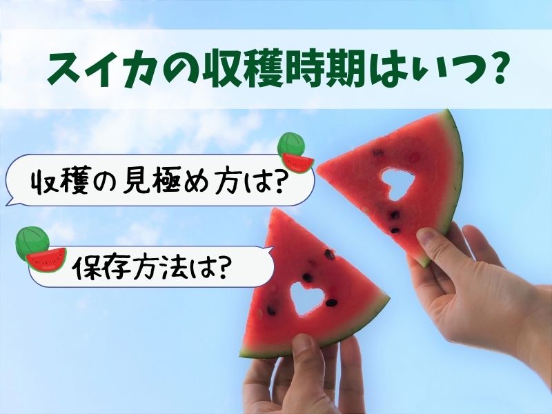 スイカの収穫時期はいつ 収穫の見極めや保存の仕方を徹底調査 ある日のベリーファーム