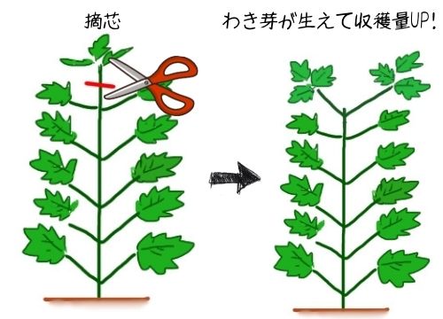 大葉の収穫はどこから どのくらいで どのタイミングで 保存の仕方も紹介 ある日のベリーファーム