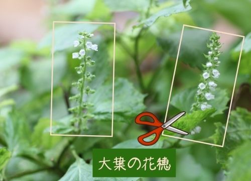 大葉の収穫はどこから どのくらいで どのタイミングで 保存の仕方も紹介 ある日のベリーファーム