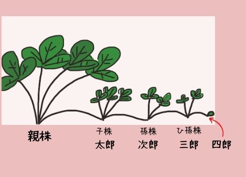 いちごのランナーがどれかわからない 見分け方を図解 枯れる原因は 切る位置やタイミングや植え方も分かりやすく解説 ある日のベリーファーム