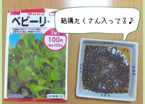 ベビーリーフの水耕栽培での育て方は 100均の容器やスポンジを活用 ある日のベリーファーム