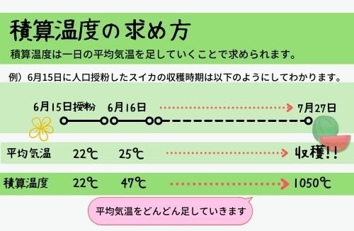 スイカの収穫時期はいつ 収穫の見極めや保存の仕方を徹底調査 ある日のベリーファーム