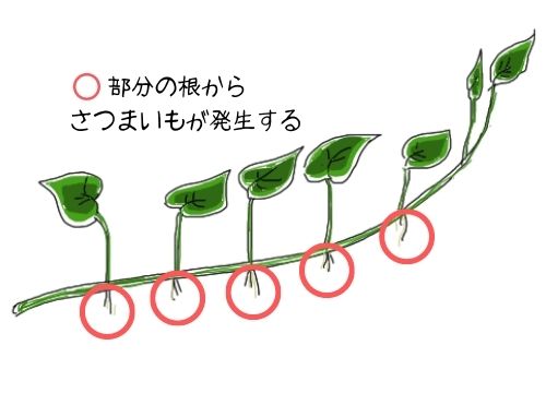 さつまいもの収穫が早すぎると 紅はるかやシルクスイートの収穫時期や栽培日数の目安や収穫が少ない原因も解説 ある日のベリーファーム