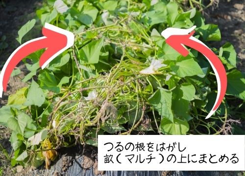 さつまいもの収穫が早すぎると 紅はるかやシルクスイートの収穫時期や栽培日数の目安や収穫が少ない原因も解説 ある日のベリーファーム