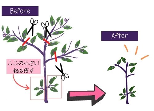 ナスの更新剪定を図解で分かりやすく 更新剪定をしない選択もあり ある日のベリーファーム