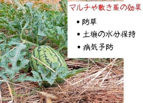 スイカの収穫時期はいつ 収穫の見極めや保存の仕方を徹底調査 ある日のベリーファーム