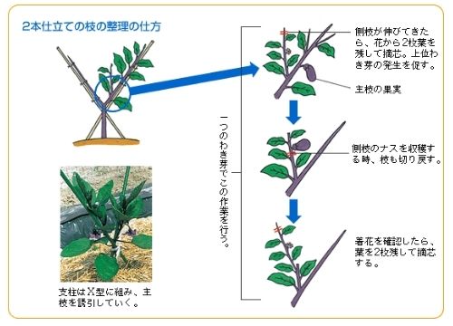 ナスの更新剪定を図解で分かりやすく 更新剪定をしない選択もあり ある日のベリーファーム