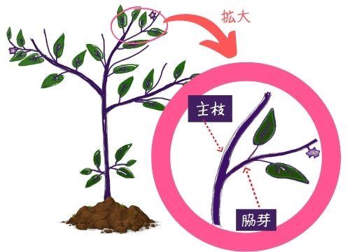 ナスの更新剪定を図解で分かりやすく 更新剪定をしない選択もあり ある日のベリーファーム