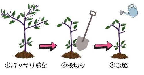 ナスの更新剪定を図解で分かりやすく 更新剪定をしない選択もあり ある日のベリーファーム