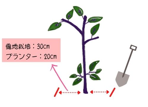 ナスの更新剪定を図解で分かりやすく 更新剪定をしない選択もあり ある日のベリーファーム