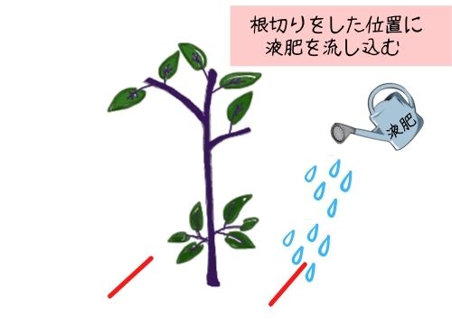 ナスの更新剪定を図解で分かりやすく 更新剪定をしない選択もあり ある日のベリーファーム