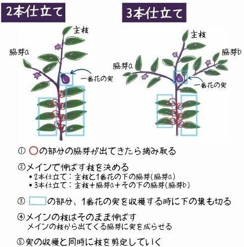 ナスの更新剪定を図解で分かりやすく 更新剪定をしない選択もあり ある日のベリーファーム