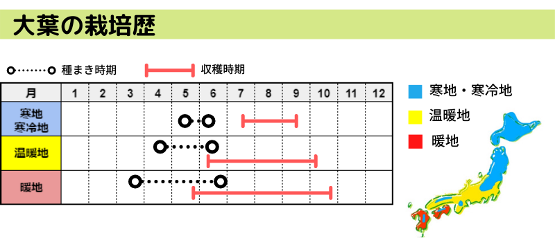 大葉の収穫はどこから どのくらいで どのタイミングで 保存の仕方やプランターのサイズも紹介 ある日のベリーファーム