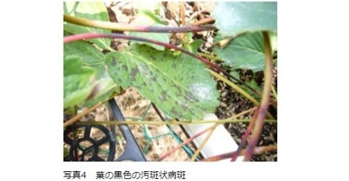 いちごのランナーがどれかわからない 見分け方を図解 枯れる原因は 切る位置やタイミングや植え方も分かりやすく解説 ある日のベリーファーム