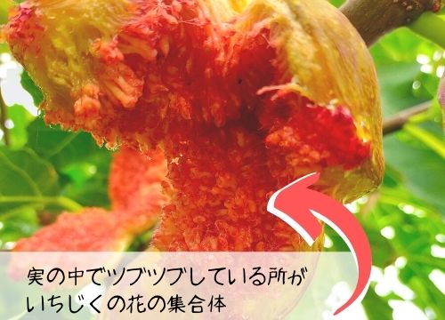 いちじくは漢字で書くと無花果 九の一文字でもイチジク 由来を紹介 ある日のベリーファーム