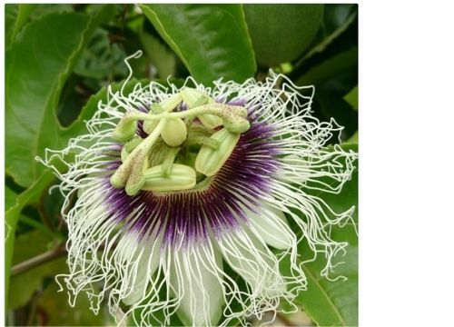 メロンは漢字の表記で甜瓜 由来や他の果物の漢字一覧も紹介 ある日のベリーファーム