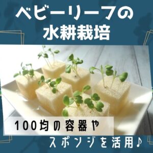 ベビーリーフの水耕栽培での育て方は 100均の容器やスポンジを活用 ある日のベリーファーム