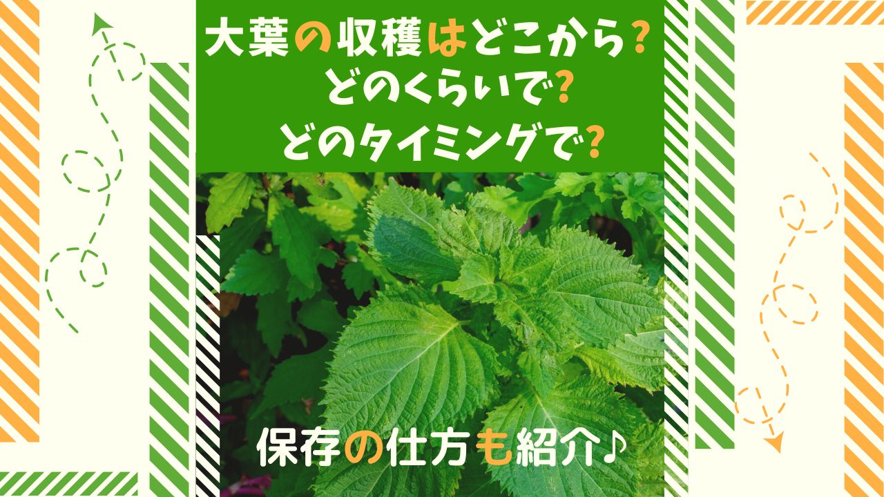 大葉の収穫はどこから どのくらいで どのタイミングで 保存の仕方も紹介 ある日のベリーファーム