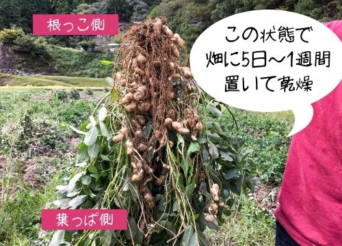 落花生収穫の後に洗うのはok 収穫後すぐ食べる方法や長期保存のための処理のやり方も紹介 ある日のベリーファーム