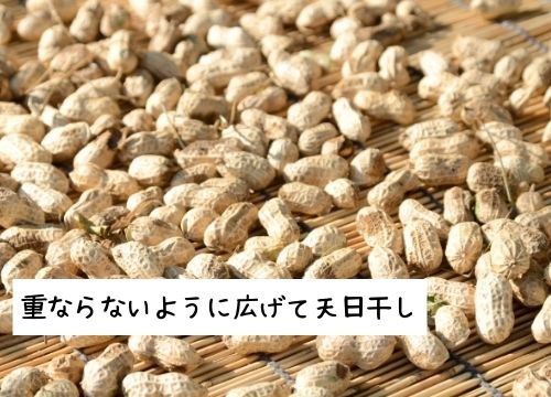 落花生収穫の後に洗うのはok 収穫後すぐ食べる方法や長期保存のための処理のやり方も紹介 ある日のベリーファーム