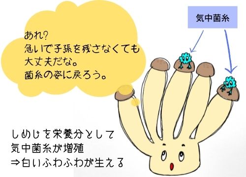 しめじのカビのような白いふわふわしたものは食べれる 緑や黒のつぶつぶは食べても大丈夫 カビとの見分け方も紹介 ある日のベリーファーム