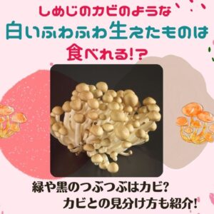 しめじのカビのような白いふわふわしたものは食べれる 緑や黒のつぶつぶは食べても大丈夫 カビとの見分け方も紹介 ある日のベリーファーム