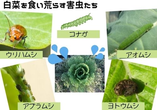 白菜の虫除けを無農薬で行う4つの方法 木酢液やお酢の虫除けスプレーの作り方やコンパニオンプランツも紹介 ある日のベリーファーム 白菜の虫除けを無農薬で行う4つの方法 木酢液やお酢の虫除けスプレーの作り方やコンパニオンプランツも紹介 ある日のベリーファーム