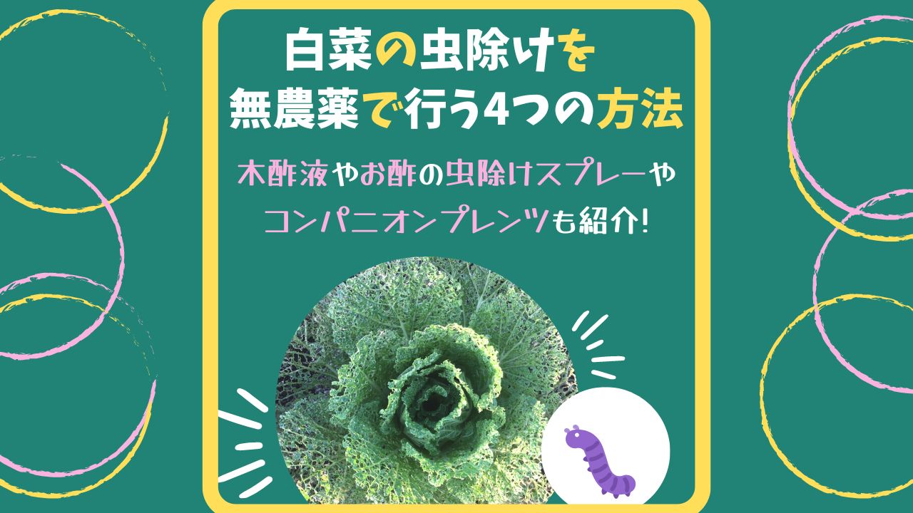 白菜の虫除けを無農薬で行う4つの方法♪木酢液やお酢の虫除けスプレーの作り方やコンパニオンプランツも紹介! | ある日のベリーファーム