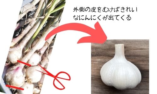 にんにくを収穫の後すぐ食べるには 収穫後は洗う 保存の方法や保存期間の目安や収穫時期も ある日のベリーファーム