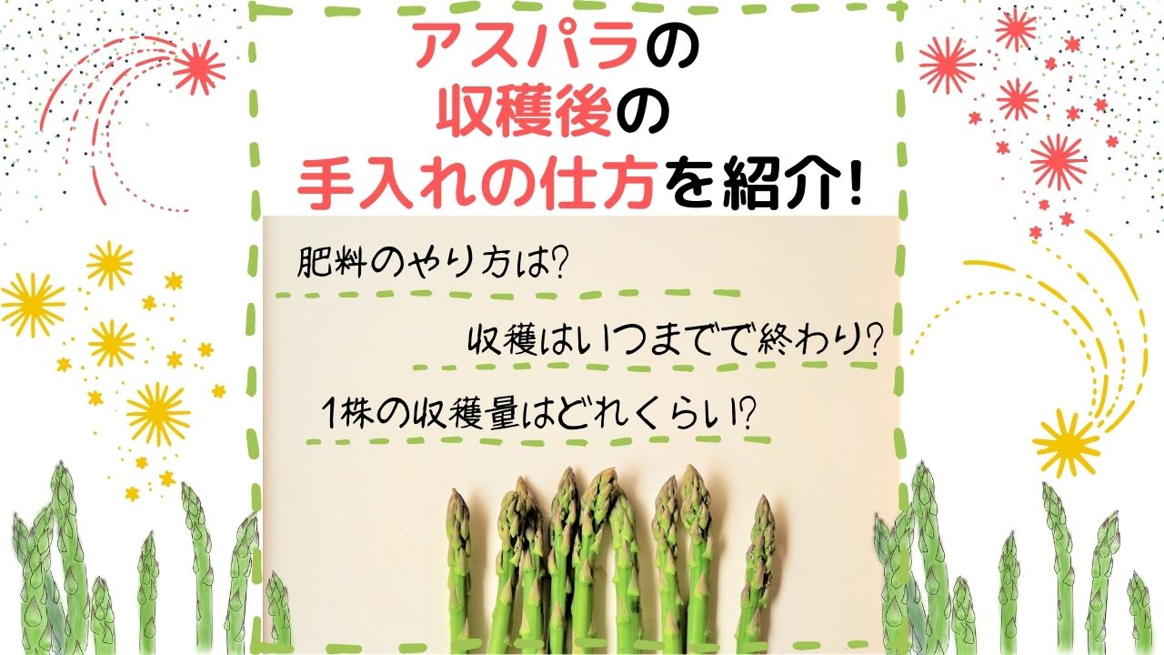 アスパラの収穫後の手入れの仕方を紹介 肥料のやり方は 収穫はいつまでで終わり 1株の収穫量はどれくらいかも解説 ある日のベリーファーム アスパラの収穫後の手入れの仕方を紹介 肥料のやり方は 収穫はいつまでで終わり 1株の収穫量はどれくらいかも解説 ある日のベリーファーム