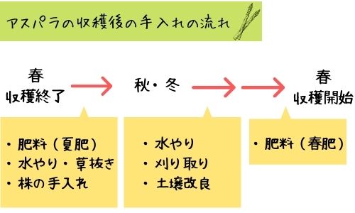 アスパラの収穫後の手入れの仕方を紹介 肥料のやり方は 収穫はいつまでで終わり 1株の収穫量はどれくらいかも解説 ある日のベリーファーム アスパラの収穫後の手入れの仕方を紹介 肥料のやり方は 収穫はいつまでで終わり 1株の収穫量はどれくらいかも解説 ある日のベリーファーム