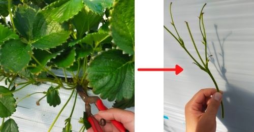 いちごは収穫後の手入れを行わない 後作におすすめの作物や畑の管理のやり方も紹介 収穫後は赤くなる 甘くなる ある日のベリーファーム