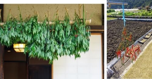 唐辛子を収穫の後に洗うタイミングは 干し方や収穫後の苗を越冬させる方法も紹介 ある日のベリーファーム