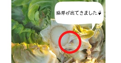キャベツの収穫後の保存はひと工夫で長持ち可能 芯から出てくる脇芽は栽培できる 収穫の後の土の手入れも紹介 ある日のベリーファーム