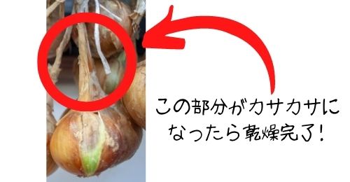 玉ねぎの収穫後の処理を解説 腐るのはなぜ 収穫の後は洗う 後作として相性のいい野菜も紹介 ある日のベリーファーム