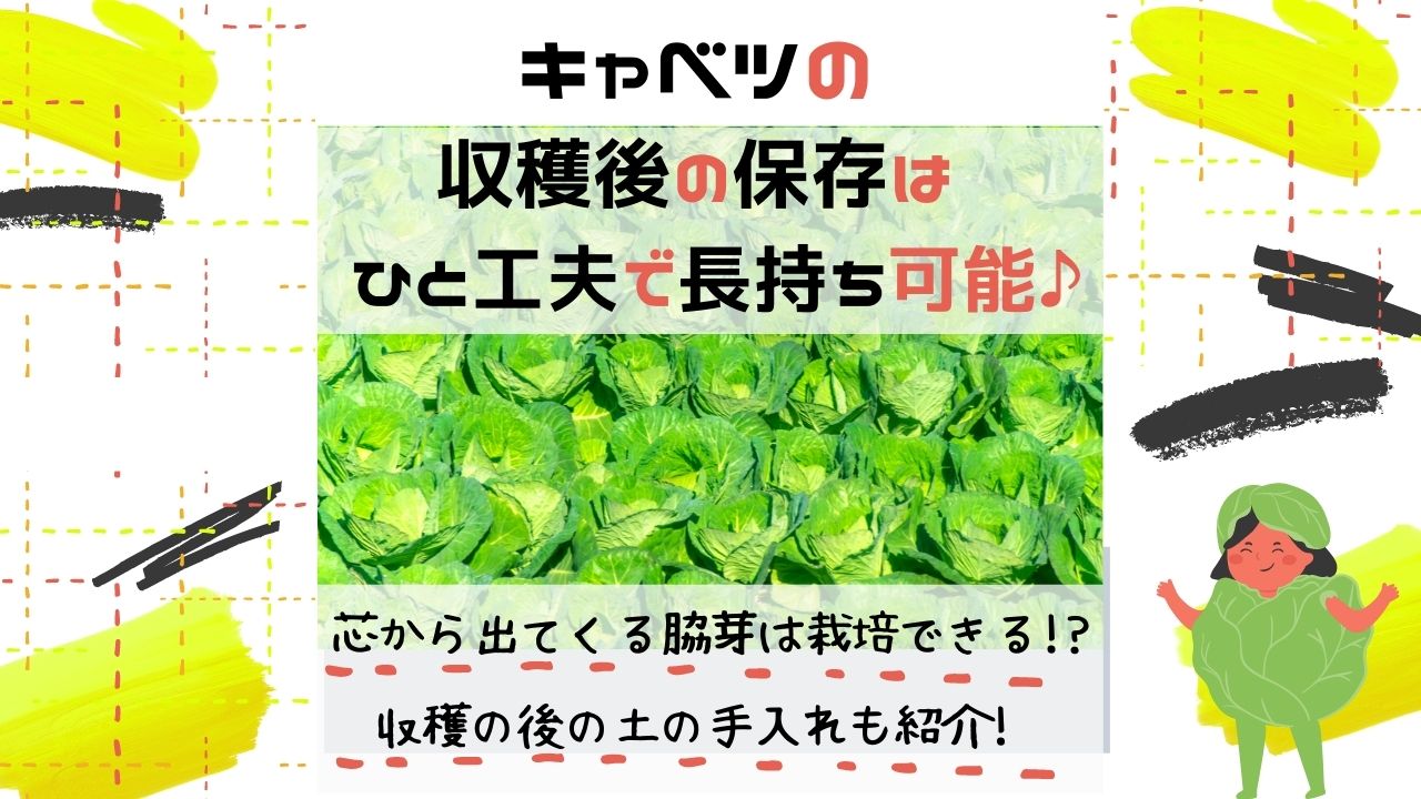 キャベツの収穫後の保存は