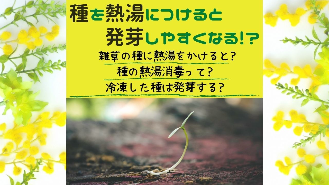 種を熱湯につけると発芽しやすくなる 雑草に熱湯をかけると 種の熱湯消毒や冷凍して発芽するのかについても解説 ある日のベリーファーム