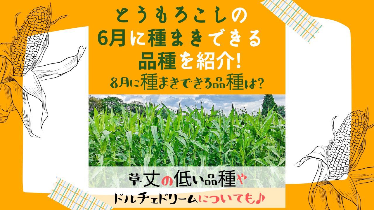 とうもろこしの6月に種まきできる品種を紹介 7月や8月に種まきできる品種や草丈の低い品種やドルチェドリームについても ある日のベリーファーム