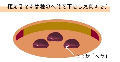 朝顔の種は7月に植えると発芽しない 種の蒔き方や傷の付け方や保管方法を知っておくと発芽しやすくなる ある日のベリーファーム