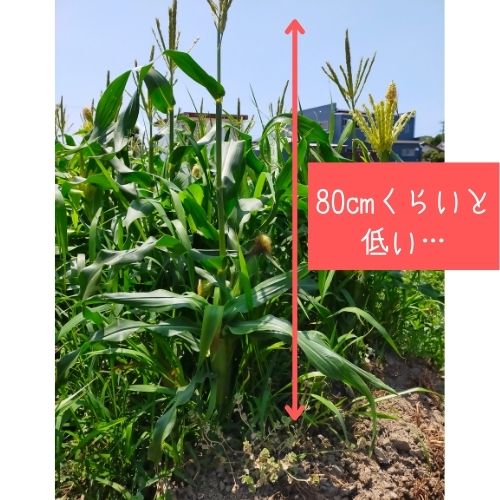 とうもろこし栽培に失敗するのはなぜ 失敗例を4つ紹介 大切なのは害虫の対策と元肥 ある日のベリーファーム