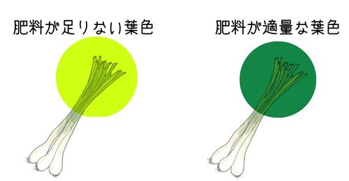 らっきょうの栽培に失敗するのはなぜ 失敗例を4つ紹介 栽培時期やコンパニオンプランツや苗の販売の時期についても解説 ある日のベリーファーム