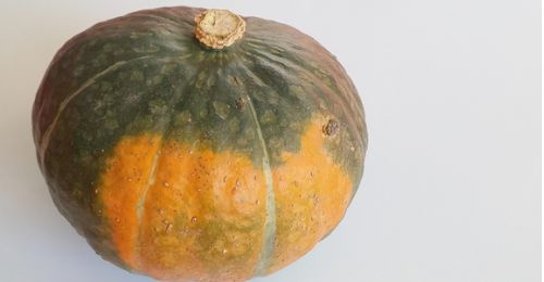 かぼちゃ収穫時期腐る色むら