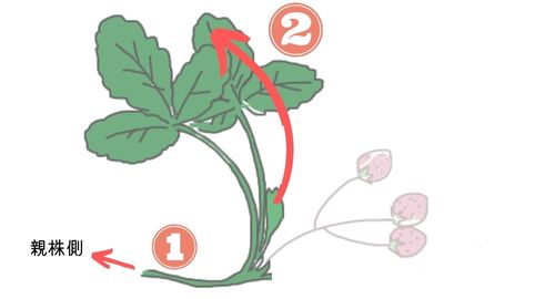 いちごの植え替えの時期は春ではなく秋 植える場所はどこがいい 植え方の向きや間隔は 植え替え後にしおれる対処法も紹介 ある日のベリーファーム