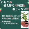 いちごの植え替え時期はいつですか?北海道ではいつ?畑やプランターへの植え替えのコツ